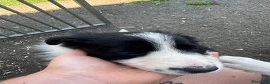 Border Collie 2