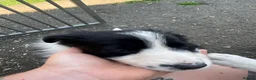 Border Collie dogs for sale: Male Border Collies - Advert 2