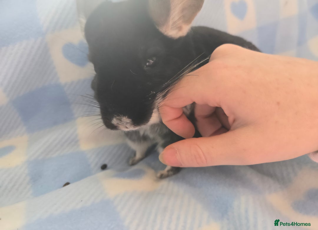 Chinchilla rodents for sale: Bonded mother and daughter pair - Image 11