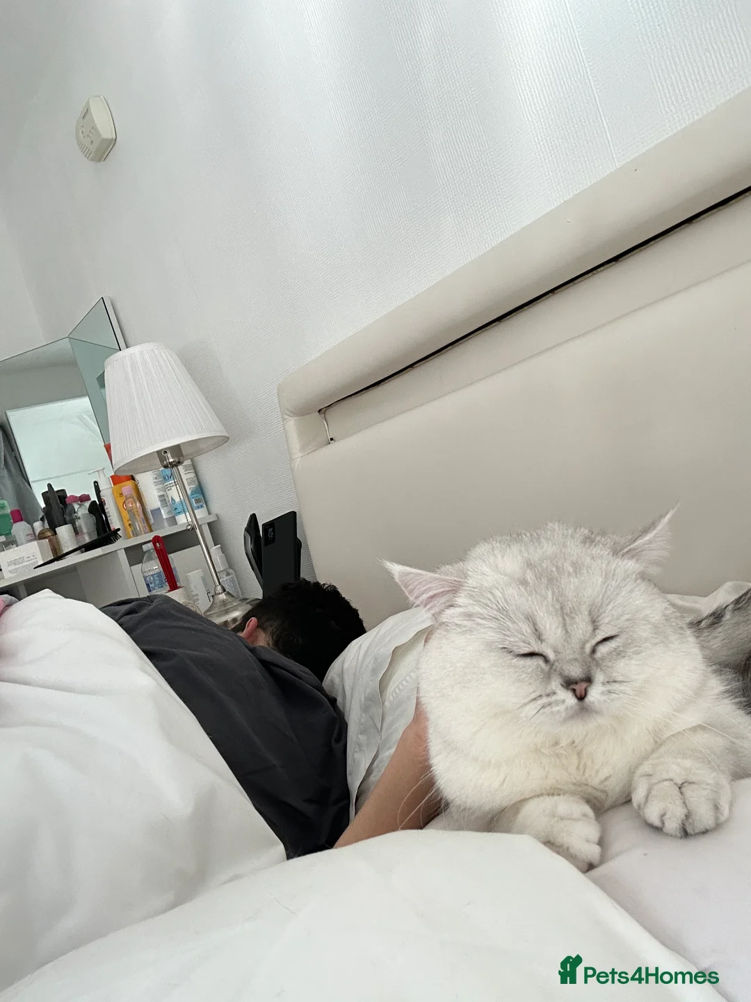 British Shorthair cats for sale: Teddy bsh in Surbiton - Advert 2