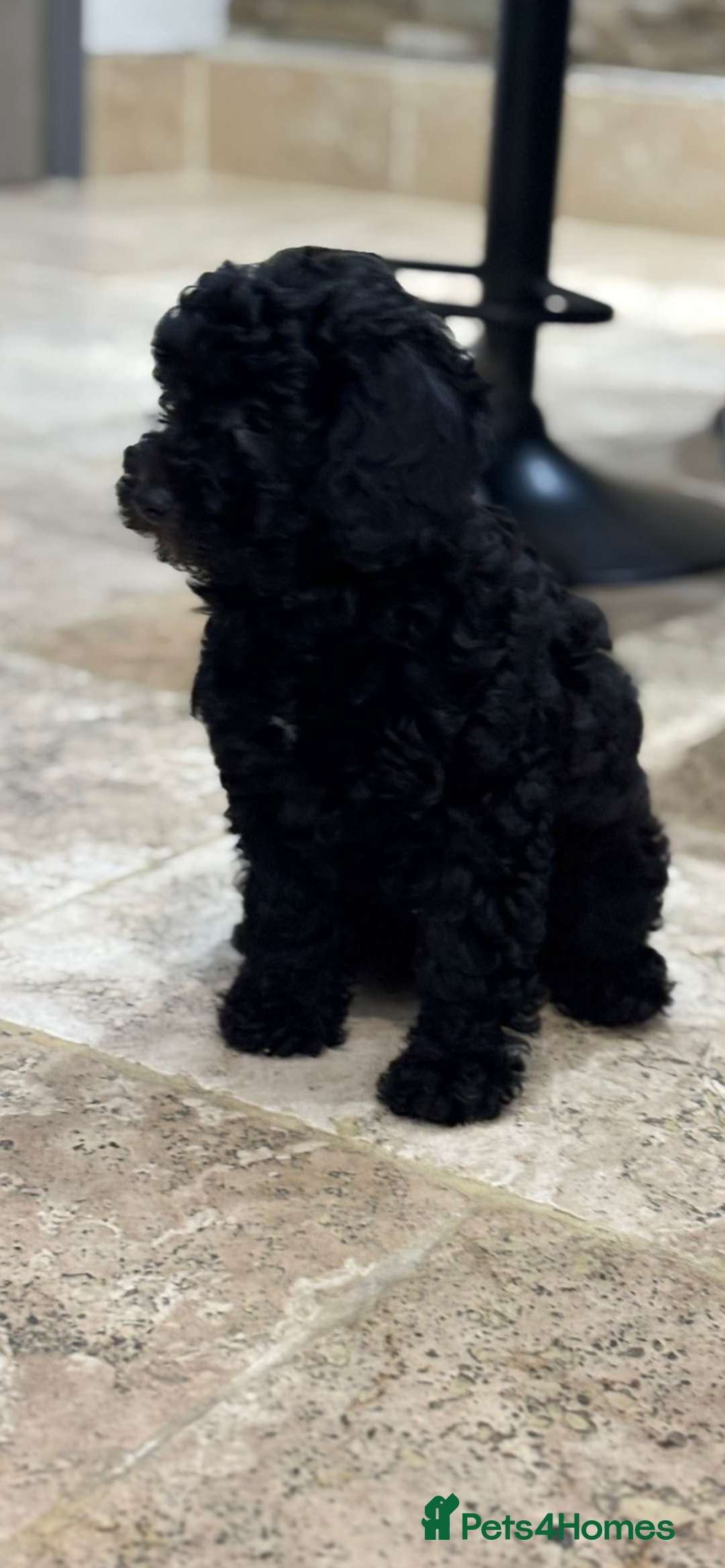 Maltipoo dogs for sale: Stunning maltipoo pups  - Advert 13
