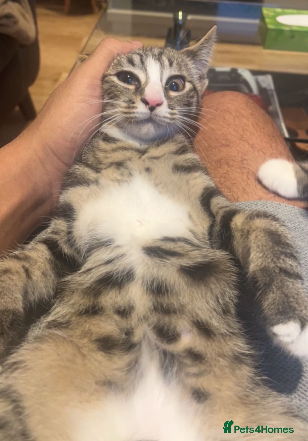 Domestic Shorthair cats for sale: Bonded mother-son cat pair looking for new home - Image 8
