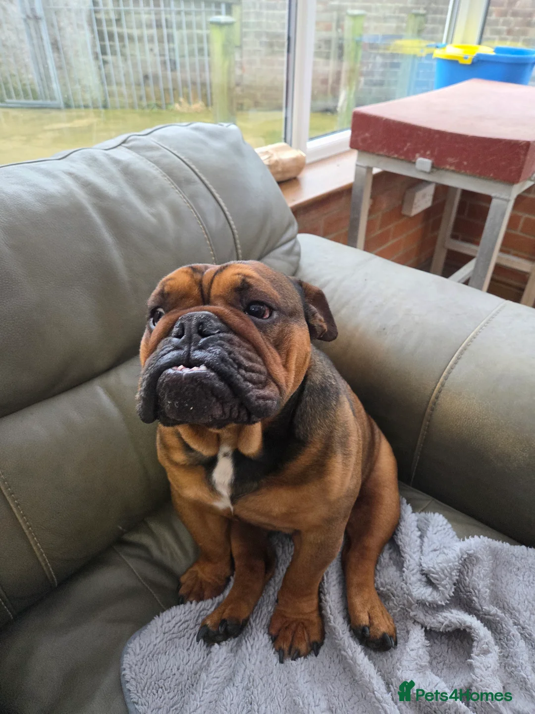 English Bulldog dogs for sale: English bulldog - Advert 17