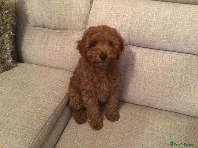 Labradoodle dogs Miniature Labradoodles - Advert 2