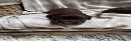 Sprocker dogs for sale: Sprocker puppies  in Dalry - Advert 19