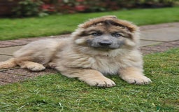 German Shepherd dogs for stud: Blue German shepherd PROVEN  - Image 9