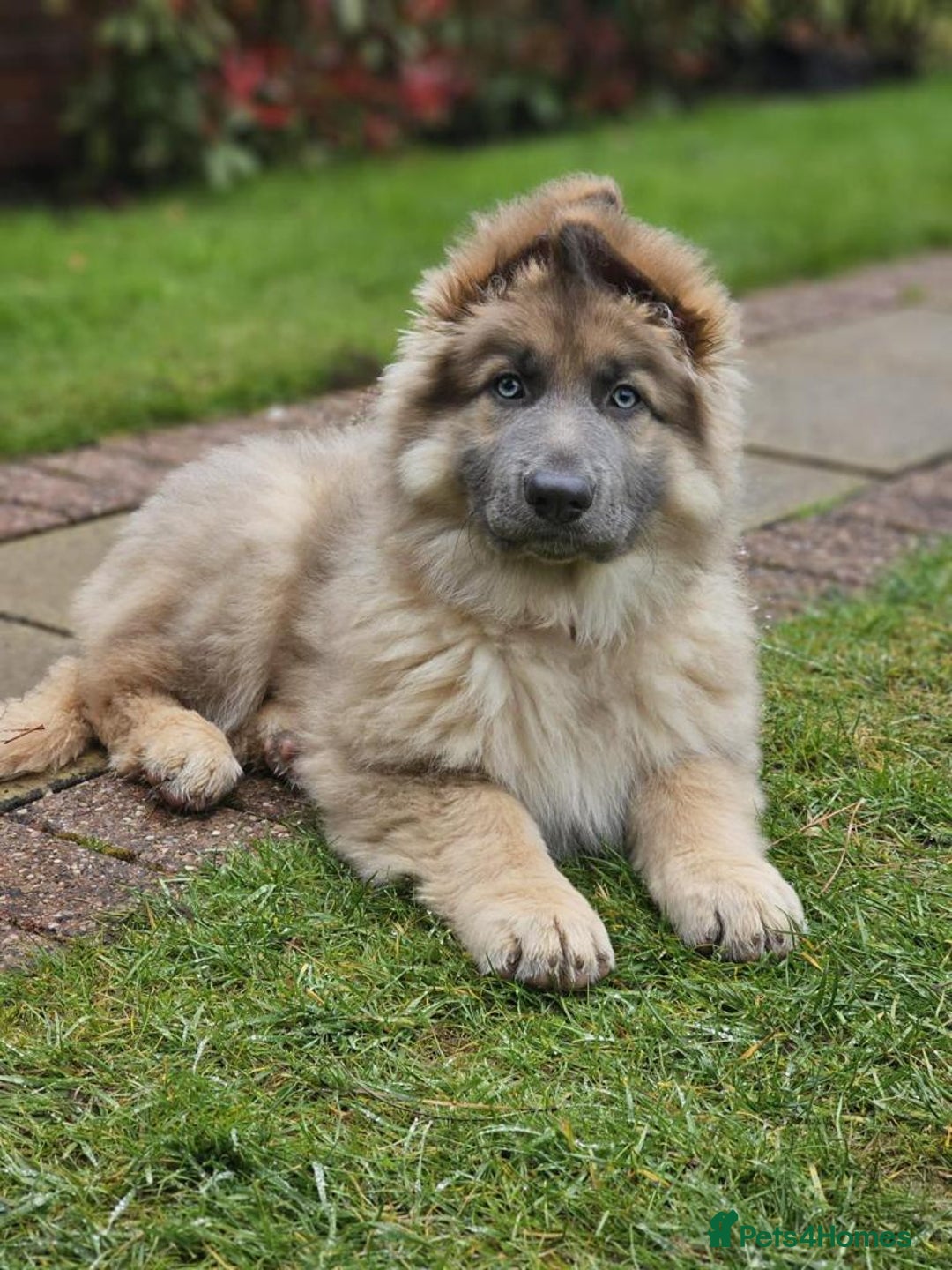 German Shepherd dogs for stud: Blue German shepherd PROVEN  - Image 9