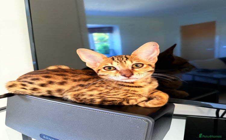 Savannah cats - Advert 2