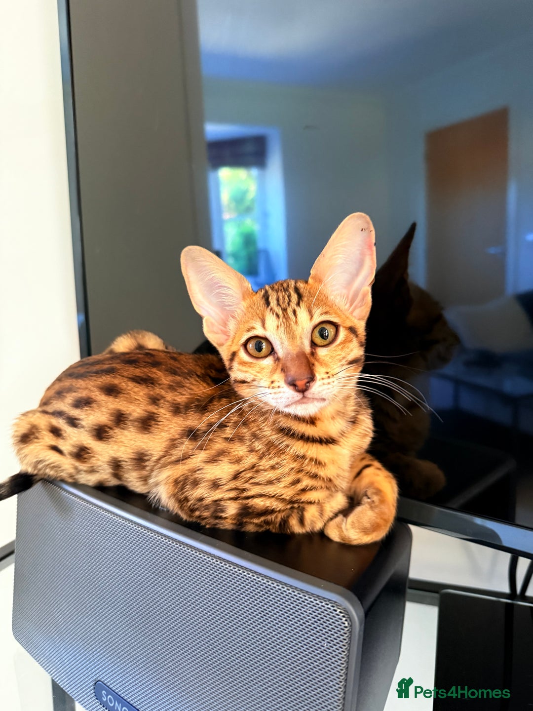 Savannah cats for sale: TICA Reg F3 Savannah Female Kitten ONE LEFT - Image 3