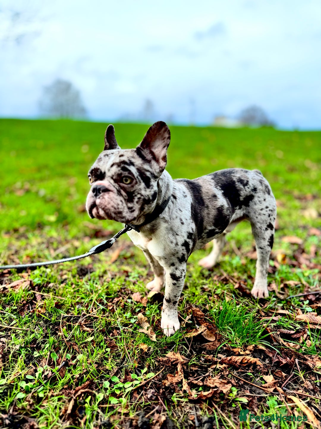 French Bulldog dogs for sale: French bulldog - Advert 7