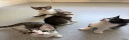 Mixed Breed cats for sale: Cute maine coone + domestic shorthair kittens - Advert 8