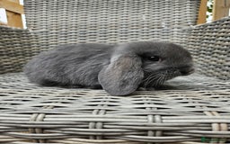 Mini Lop rabbits for sale: Female mini lop - Image 2