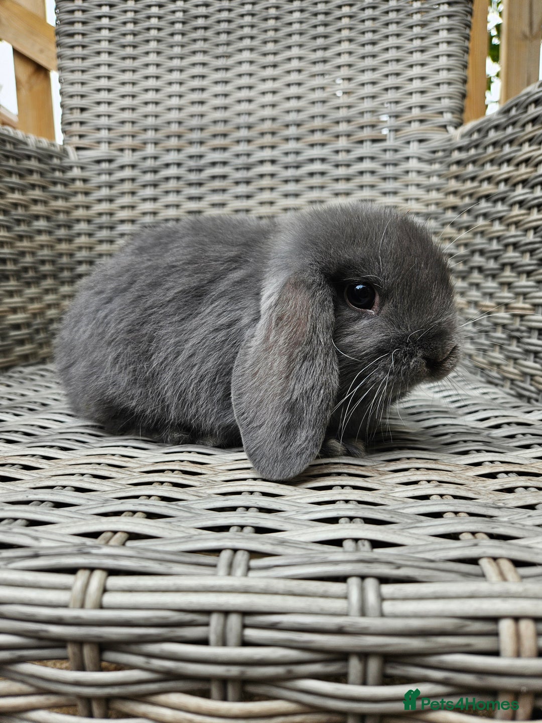 Mini Lop rabbits for sale: Female mini lop - Image 2