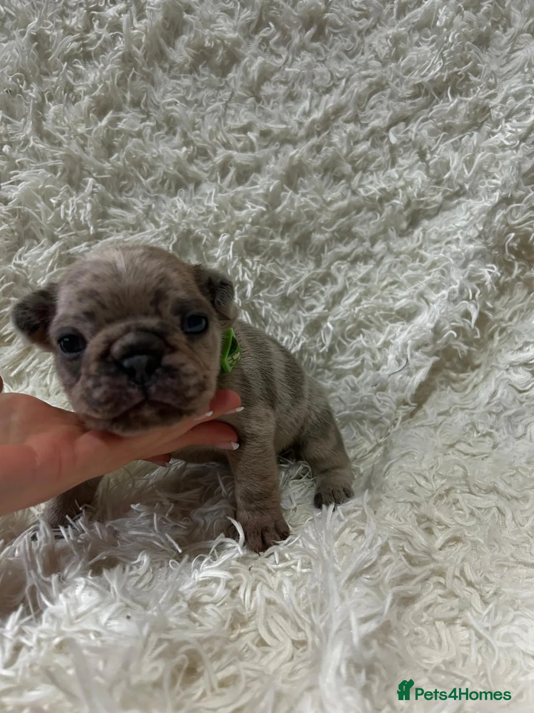 French Bulldog dogs for sale: French Bulldog puppies  - Advert 11