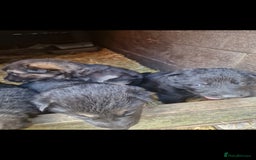 German Shepherd dogs for sale: German shepherd pups, HULL - Image 15
