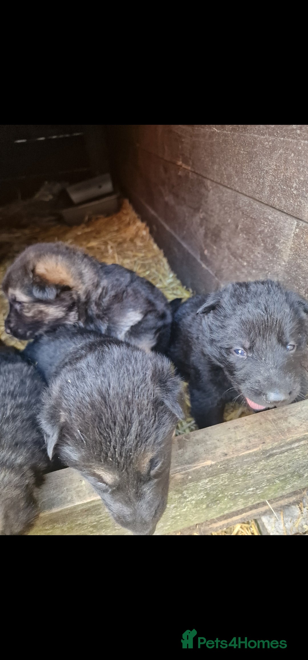 German Shepherd dogs for sale: German shepherd pups, HULL - Image 15
