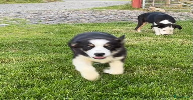 Border Collie dogs - Advert 9