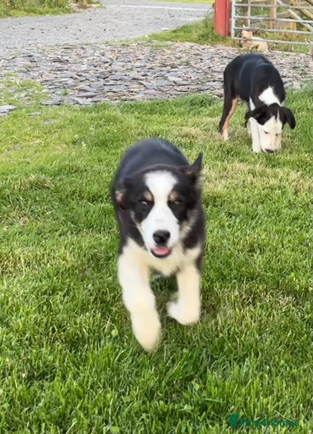Border Collie dogs for sale: Border Collie female - Image 3