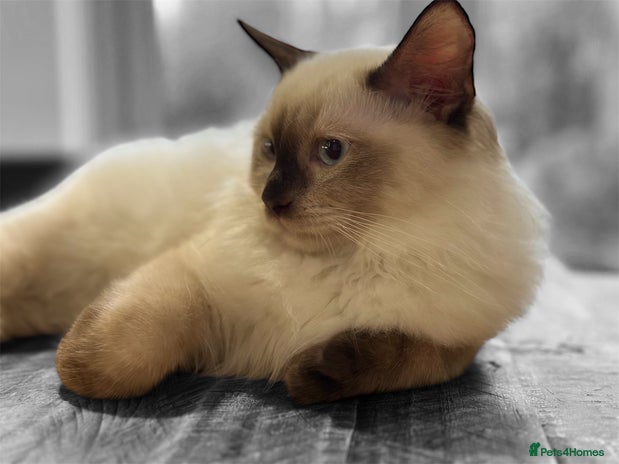 Ragdoll cats 💙 Stunning Seal Point Male - DNA Clear Parents - Advert 2