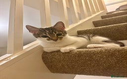 Domestic Shorthair cats for sale: Ash and Goose - Image 9