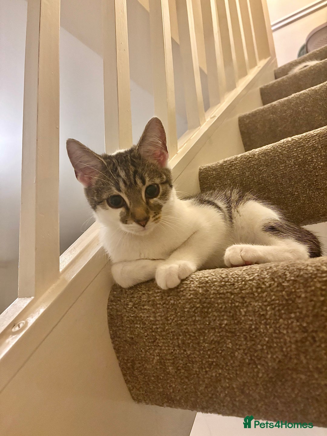 Domestic Shorthair cats for sale: Ash and Goose - Image 9
