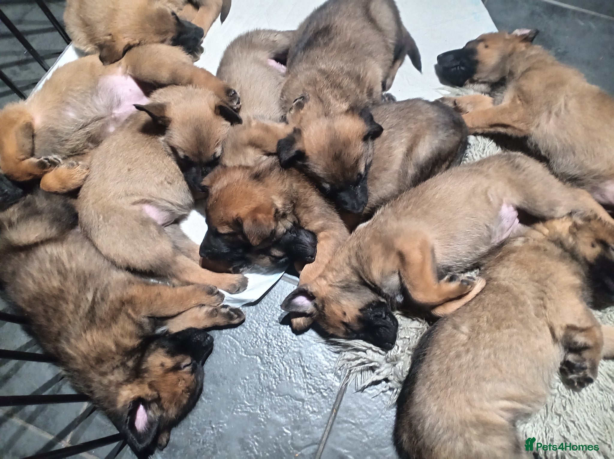 Belgian Shepherd Dog dogs for sale: Belgium malinois puppies 7 weeks old - Advert 7