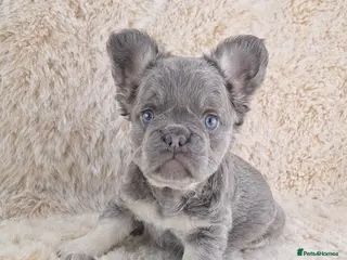 French Bulldog dogs Fluffy Lilac And Tan French Bulldogs - Advert 5