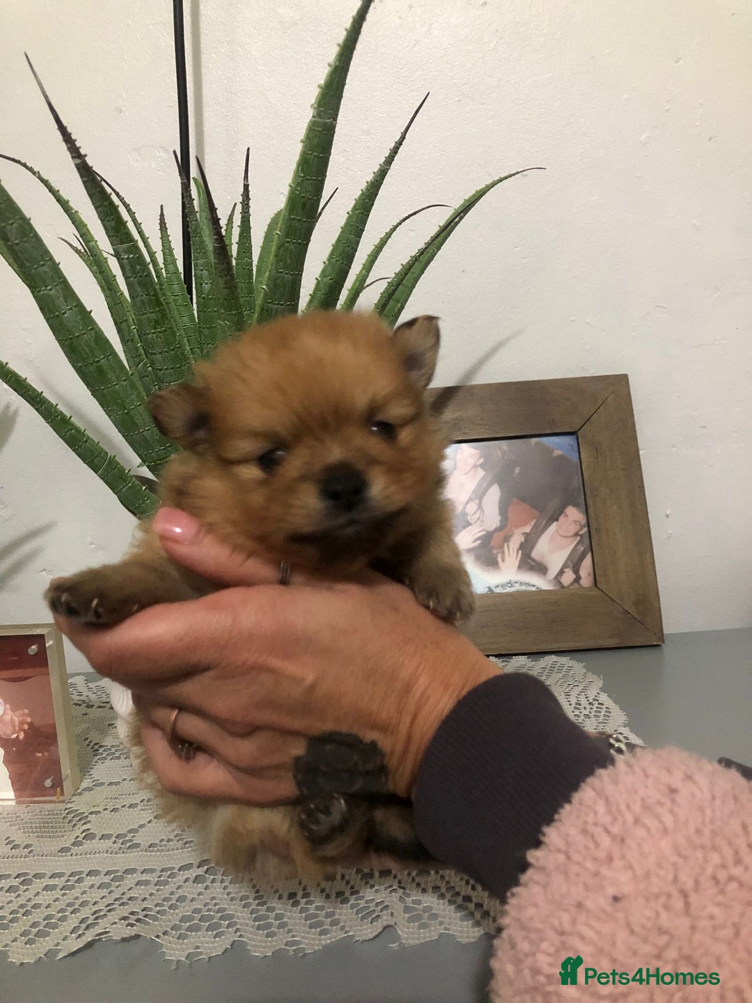 Pomeranian dogs for sale: Pomeranian Puppies  - Advert 5