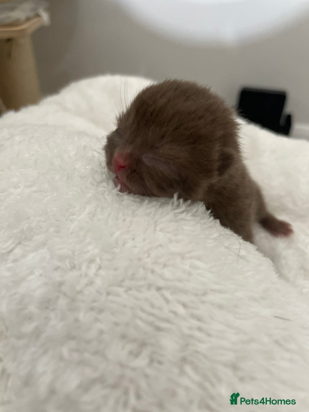 British Shorthair cats for stud: 🔥🐻 GCCF TICA  CINNAMON TEDDY BEAR FOR STUD🔥 in Derby - Advert 3