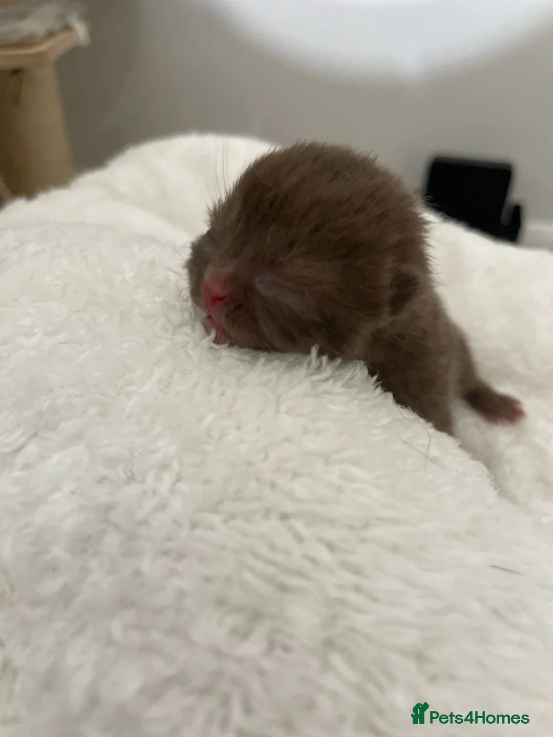 British Shorthair cats for stud: 🔥🐻 GCCF TICA  CINNAMON TEDDY BEAR FOR STUD🔥 in Derby - Advert 3