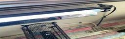 Milk Snake reptiles for sale: Tangerine Honduran Milk Snake - Advert 10