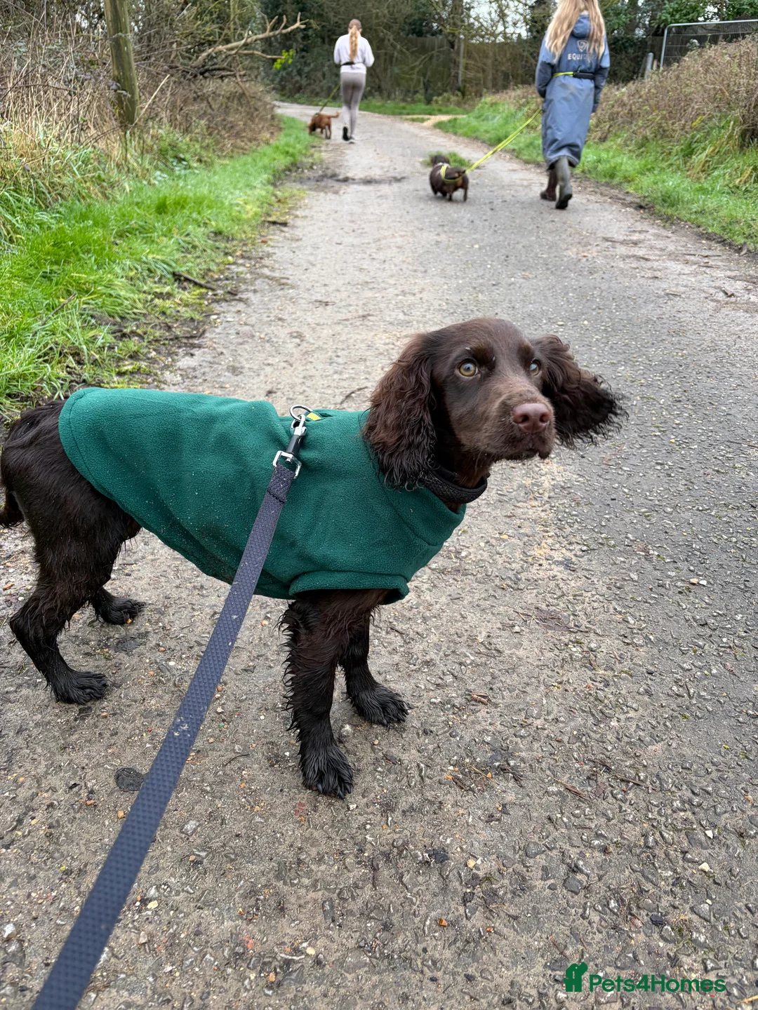 Cocker Spaniel dogs for sale: 6 month old Working Cocker spaniel Bitch - Advert 8