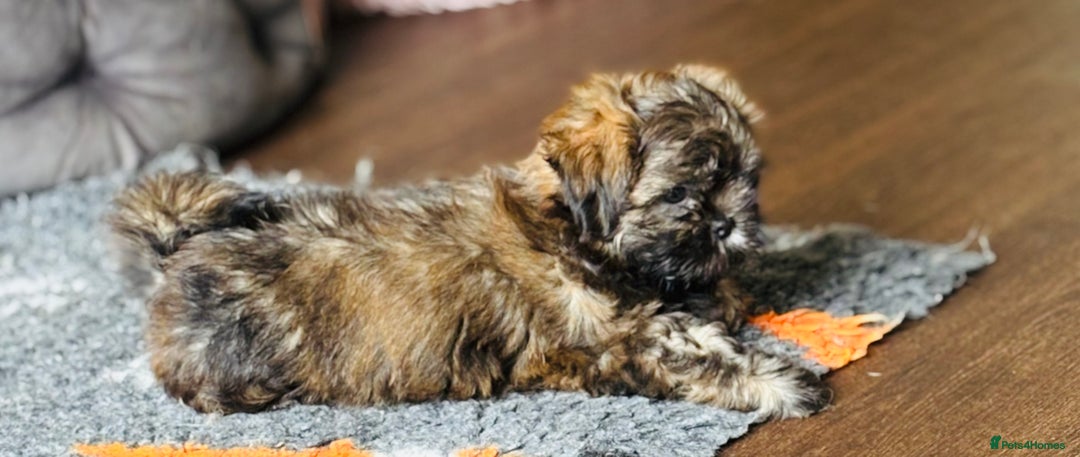 Shih Tzu dogs for sale: Pretty kc reg shih tzu puppy girl  - Image 8
