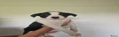Border Collie Puppy 4