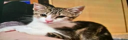 Mixed Breed cats for sale: Adorable tabby girl needs loving home in Newark - Advert 8
