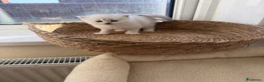 Scottish Fold 1