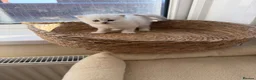 Scottish Fold cats for sale: Scottish Fold & Straight Kittens – Blue Eyes - Advert 3