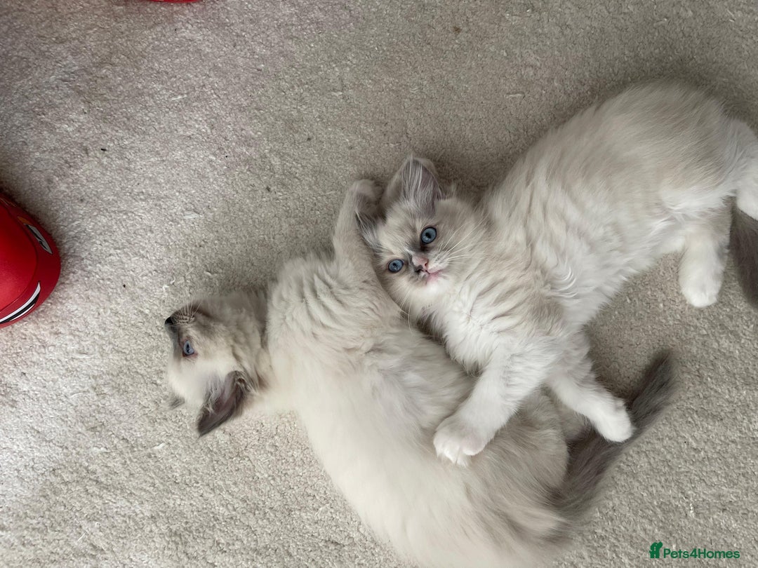 Ragdoll cats for sale: 🎀 2 GIRLS LEFT PUREBRED European Ragdolls 🎀  - Image 19