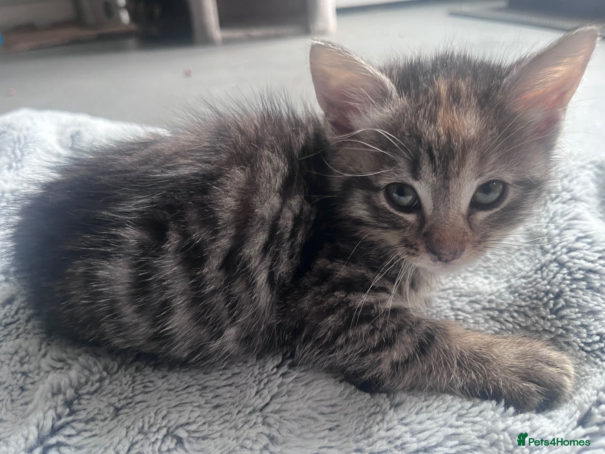Mixed Breed cats Stunning 8 week Old Mix Breed kittens - Advert 2