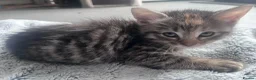 Mixed Breed cats for sale: Stunning 8 week Old Mix Breed kittens - Advert 1