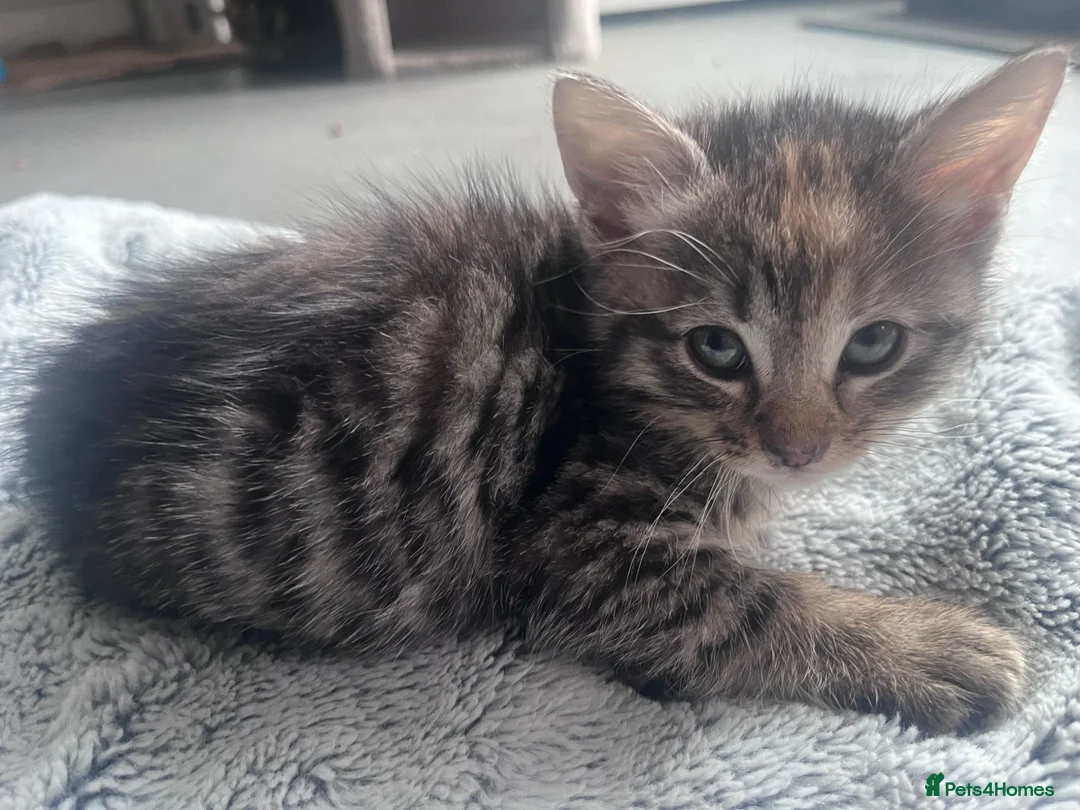 Mixed Breed cats for sale: Stunning 8 week Old Mix Breed kittens - Advert 1
