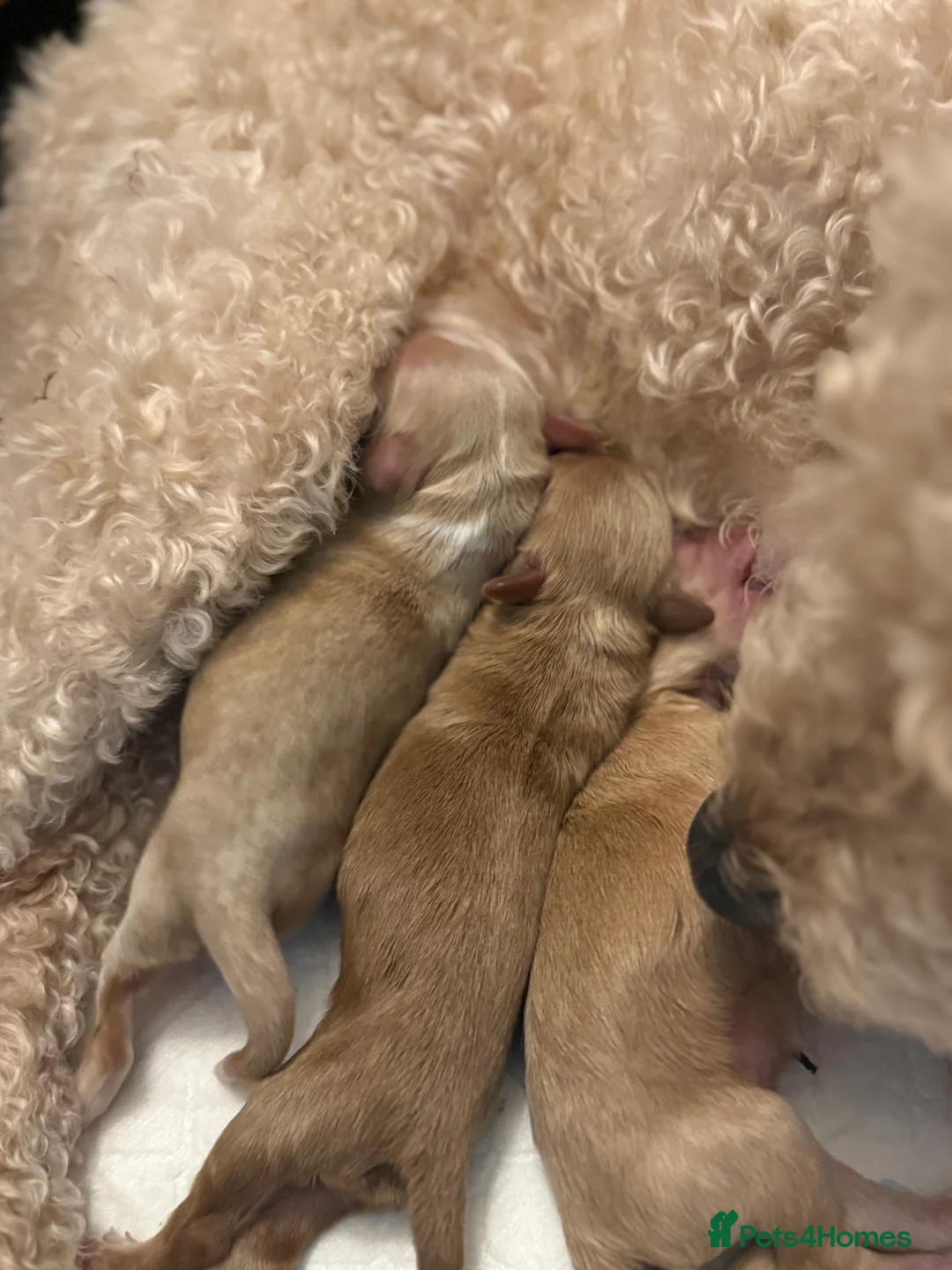 Mixed Breed dogs for sale: BORN07/03/2026 Beautiful male poochon/cockerpoo - Advert 20