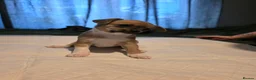 Chihuahua dogs for sale: Apple head  **  chihuahuas  in Milton Keynes - Advert 4