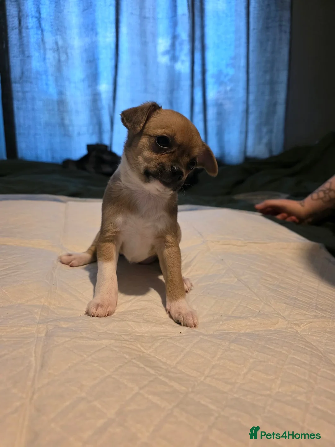 Chihuahua dogs for sale: Apple head  **  chihuahuas  in Milton Keynes - Advert 4