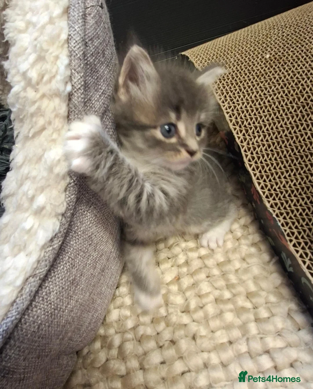 Mixed Breed cats for sale: READY IN 2 WEEKS Fluffy Grey Female kitten - Advert 1