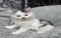 British Longhair cats for sale: Gorgeous fluffy kittens looking for forever home - Image 29