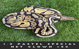 Python Snake reptiles for sale: Royal Pythons  - Image 7