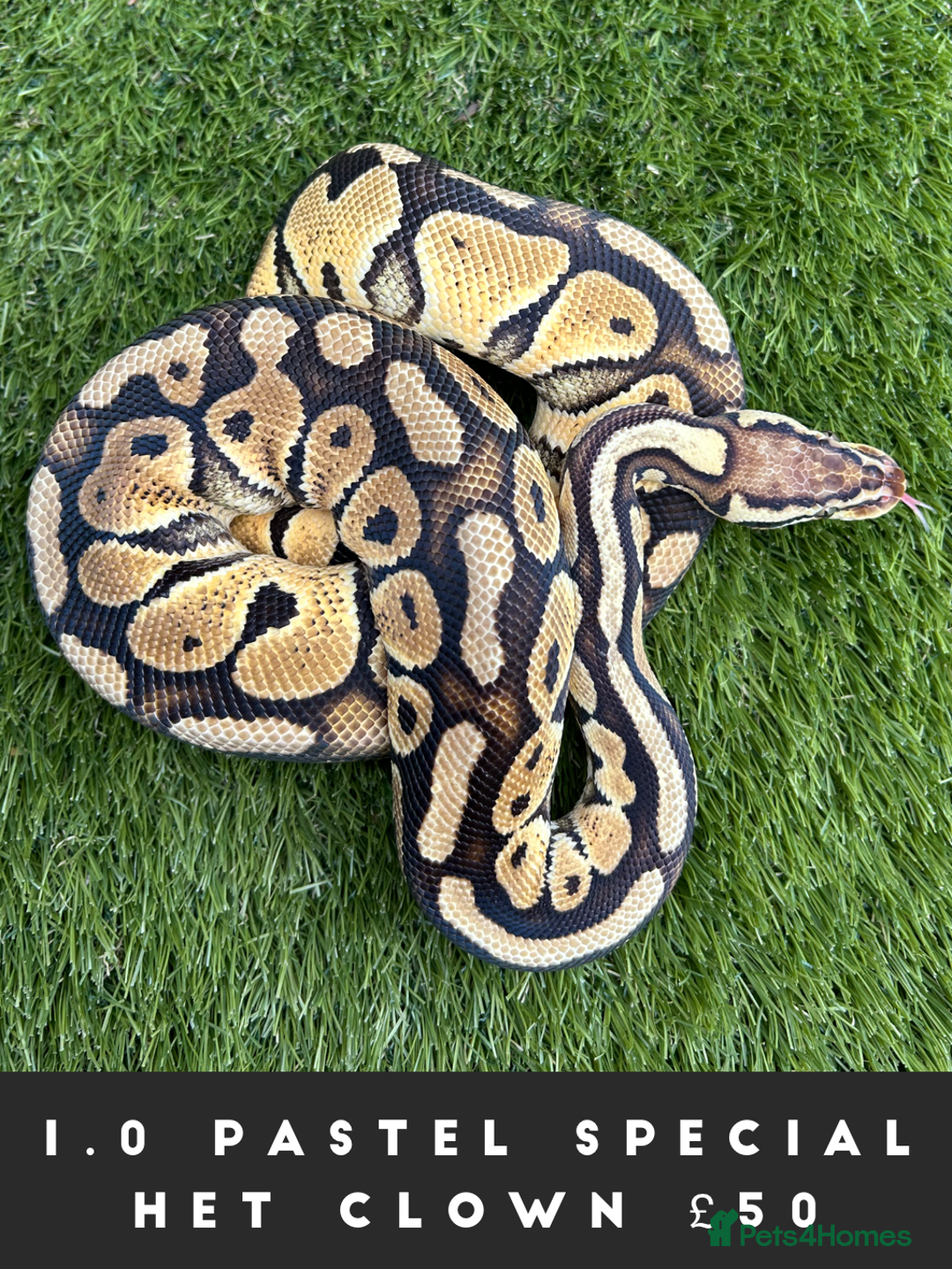 Python Snake reptiles for sale: Royal Pythons  - Image 7