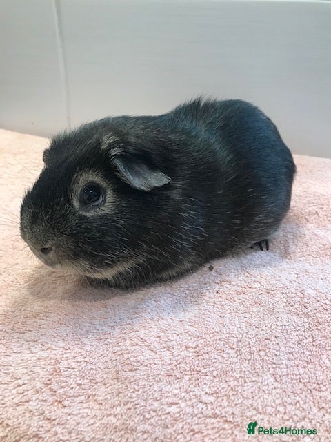 Guinea Pig rodents Otter Boar  - Advert 5