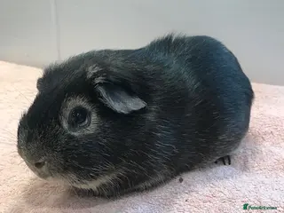 Guinea Pig rodents Otter Boar - Advert 5